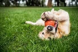 Dog Toys