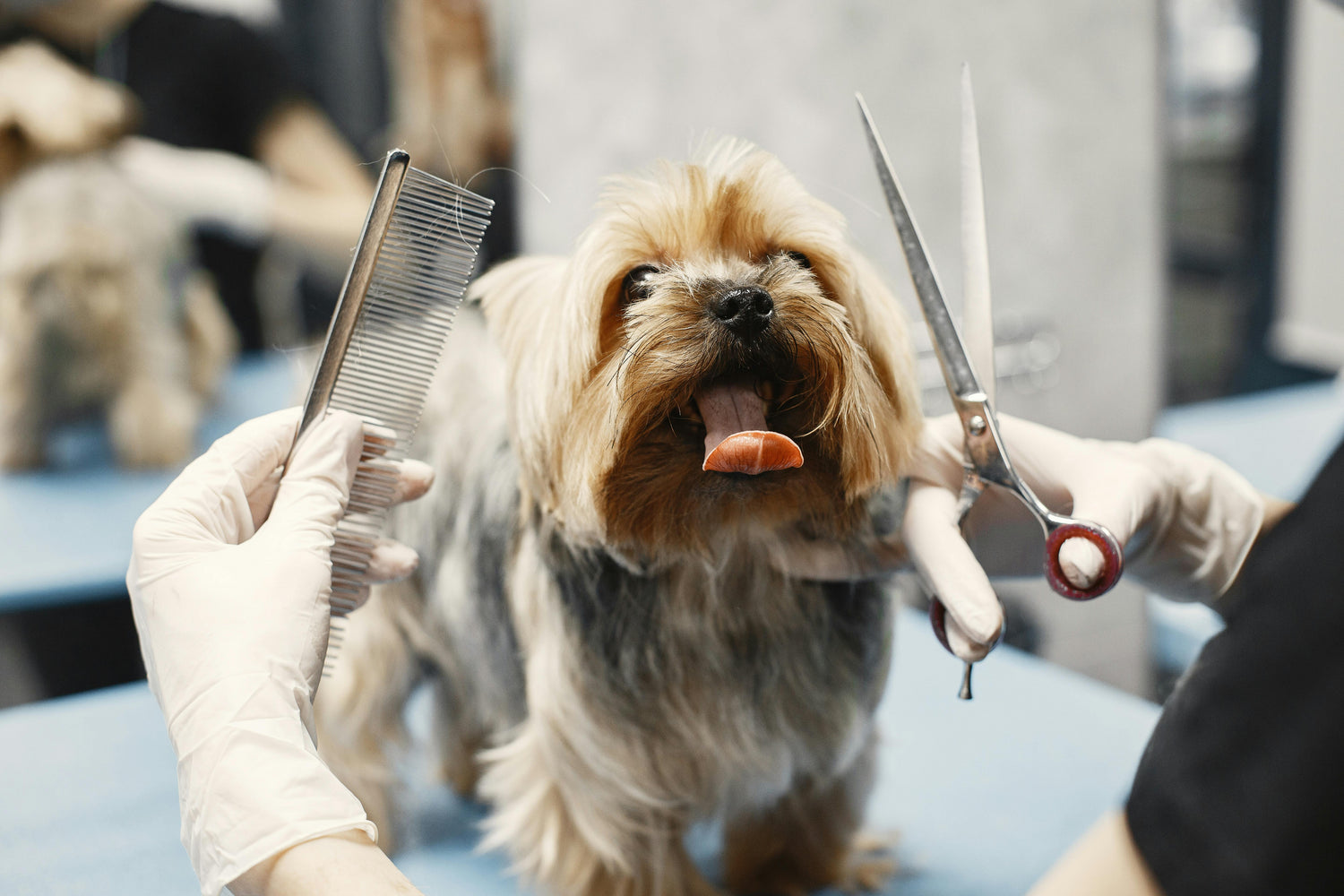 Grooming Supplies